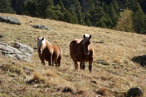 Sortida ramadera a les Saleres de l'Estanyó