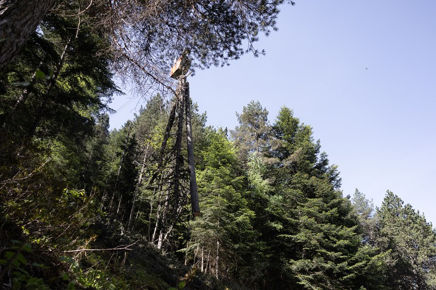 260527 Neteja Boscos L 082.jpg