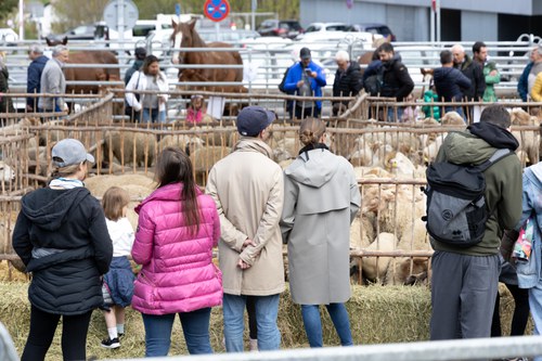 Balanç positiu de la 5a Fira del Bestiar d’Ordino tot i la pluja