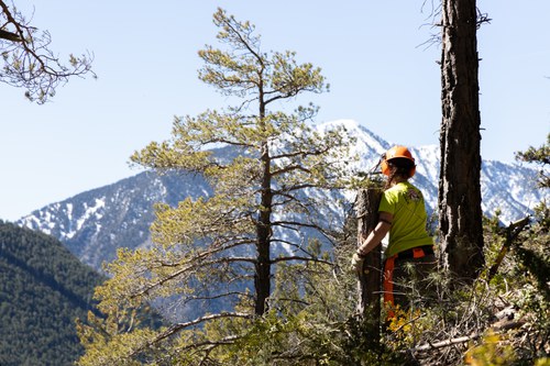 La gestió forestal salva boscos