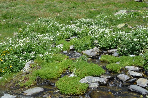 Obrim la temporada d'estiu al Parc Natural de la vall de Sorteny amb noves sortides per conèixer les zones humides