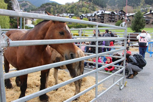 Sis-cents cinquanta alumnes de primària visiten la Fira del bestiar